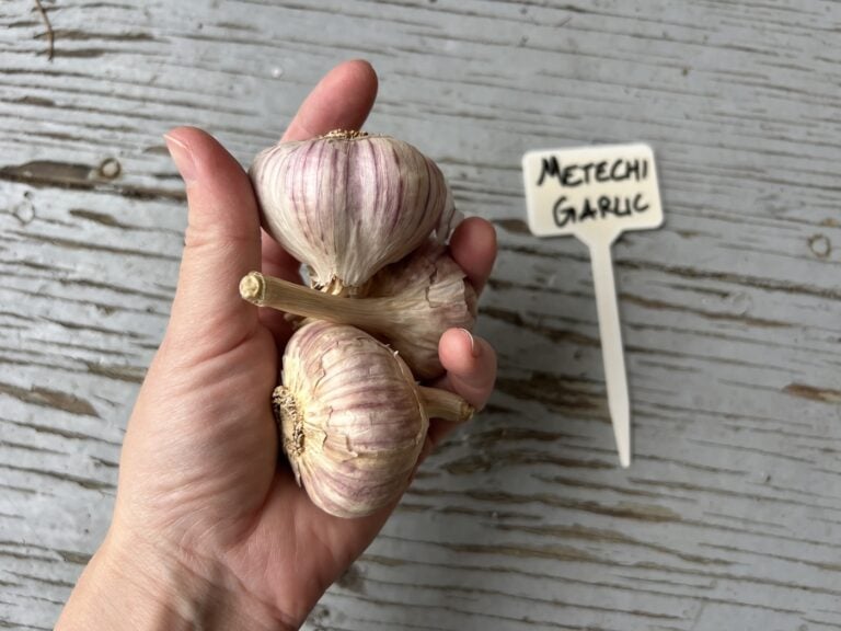 Metichi Naturally Grown Hardneck Seed Pre-Order
